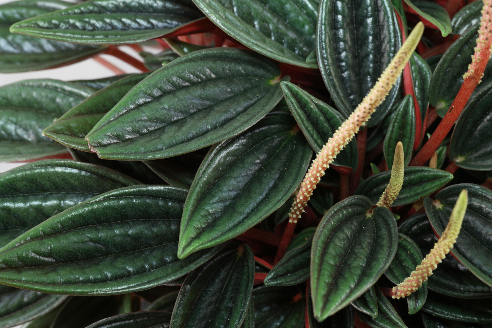 Peperomia caperata Rosso