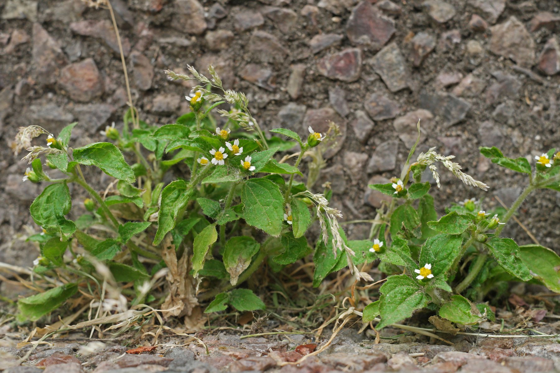 Peruvian Daisy