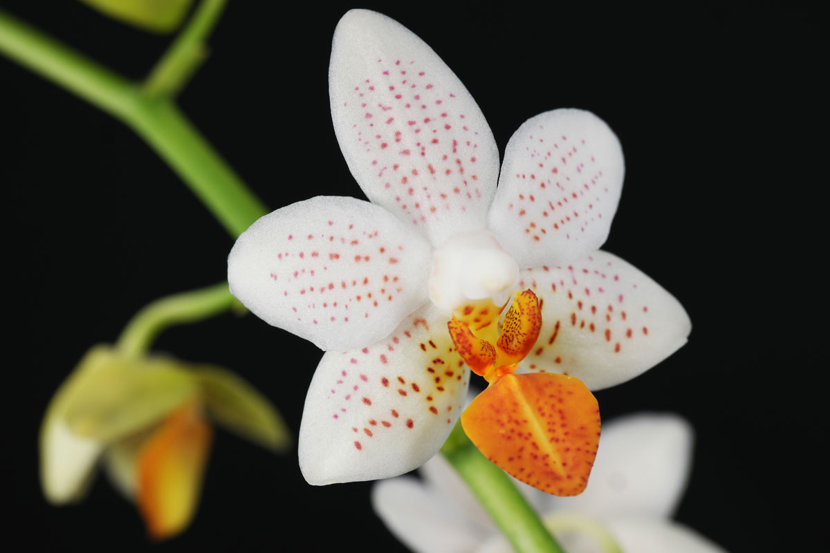 Orchid Orchidee Phalaenopsis Mini Mark flowering size 