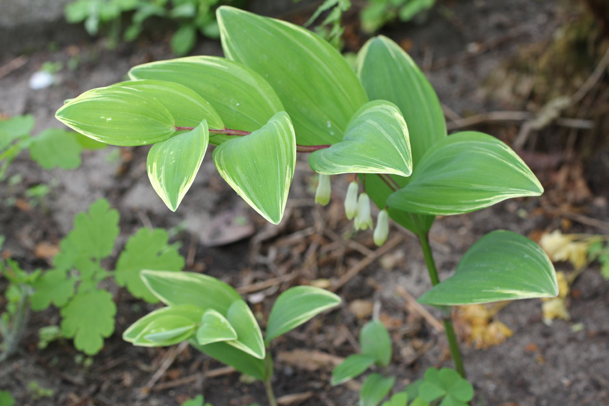 Polygonatum falcatum Variegatum