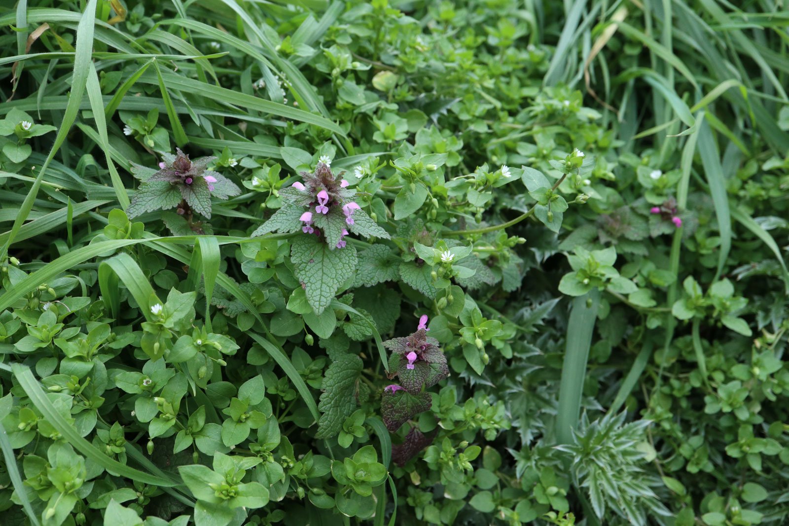 Purple Archangel and Chickweed