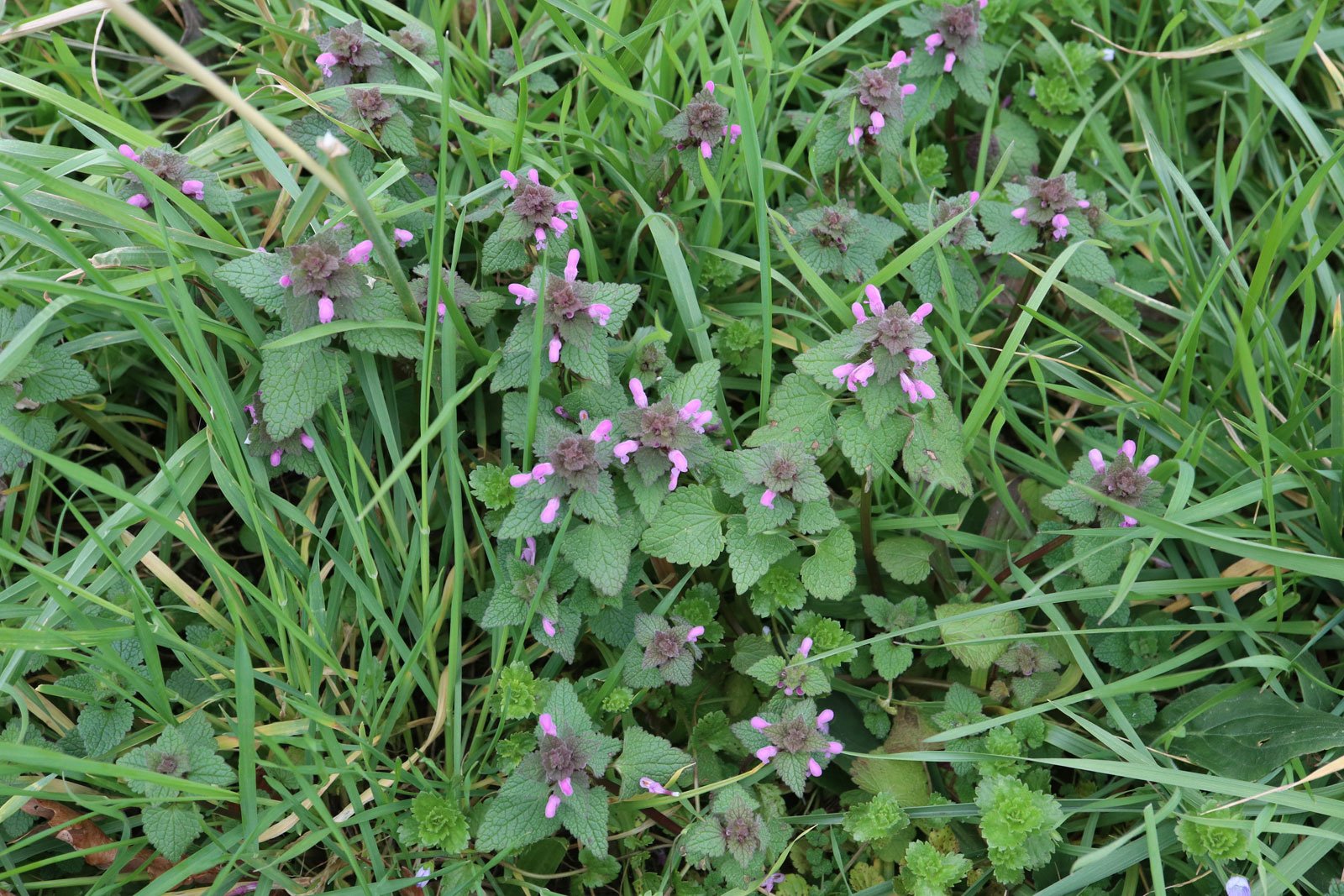 Red Archangel meadow