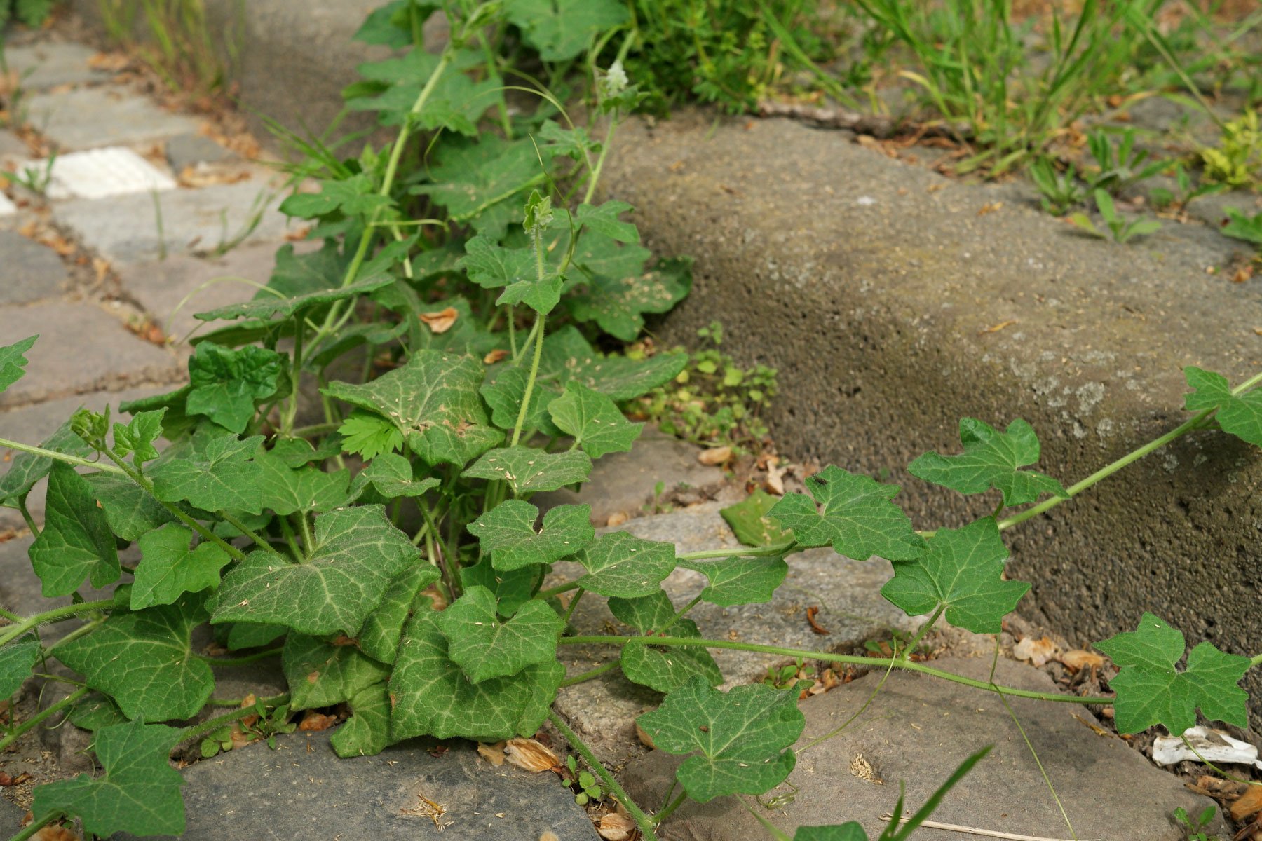 Red Bryony on a parking lot