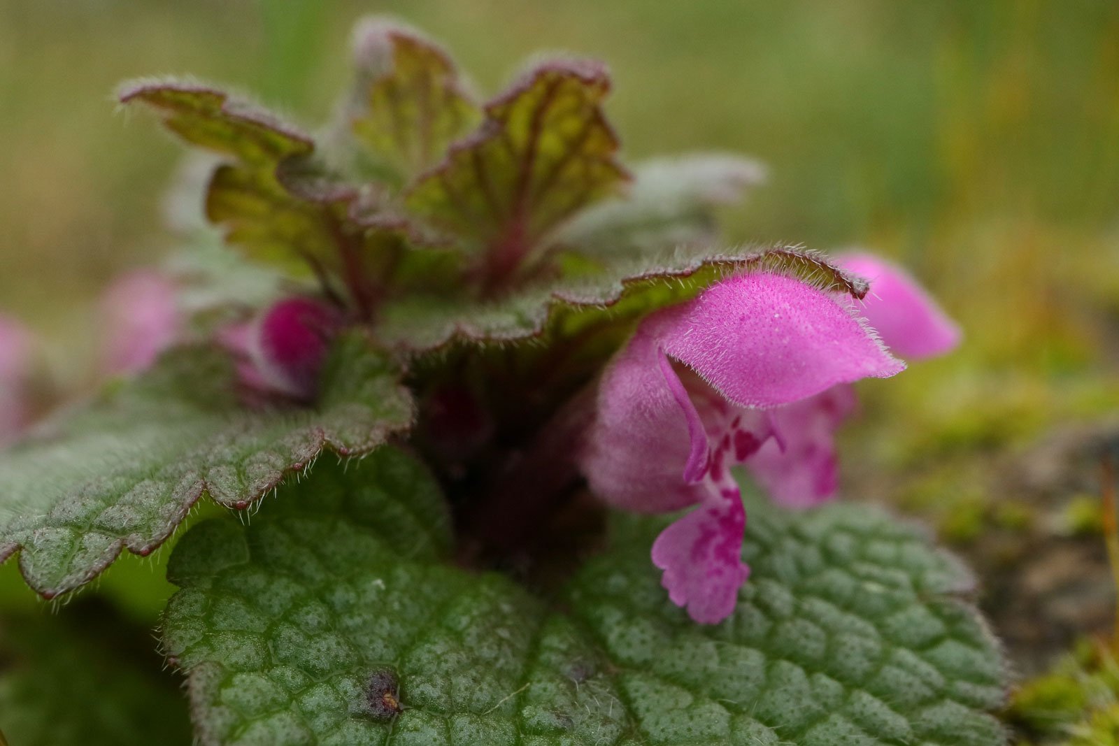 Red Deadnettle flower