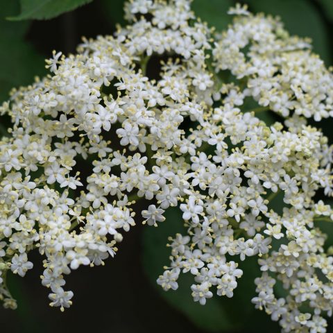 Sambucus nigra