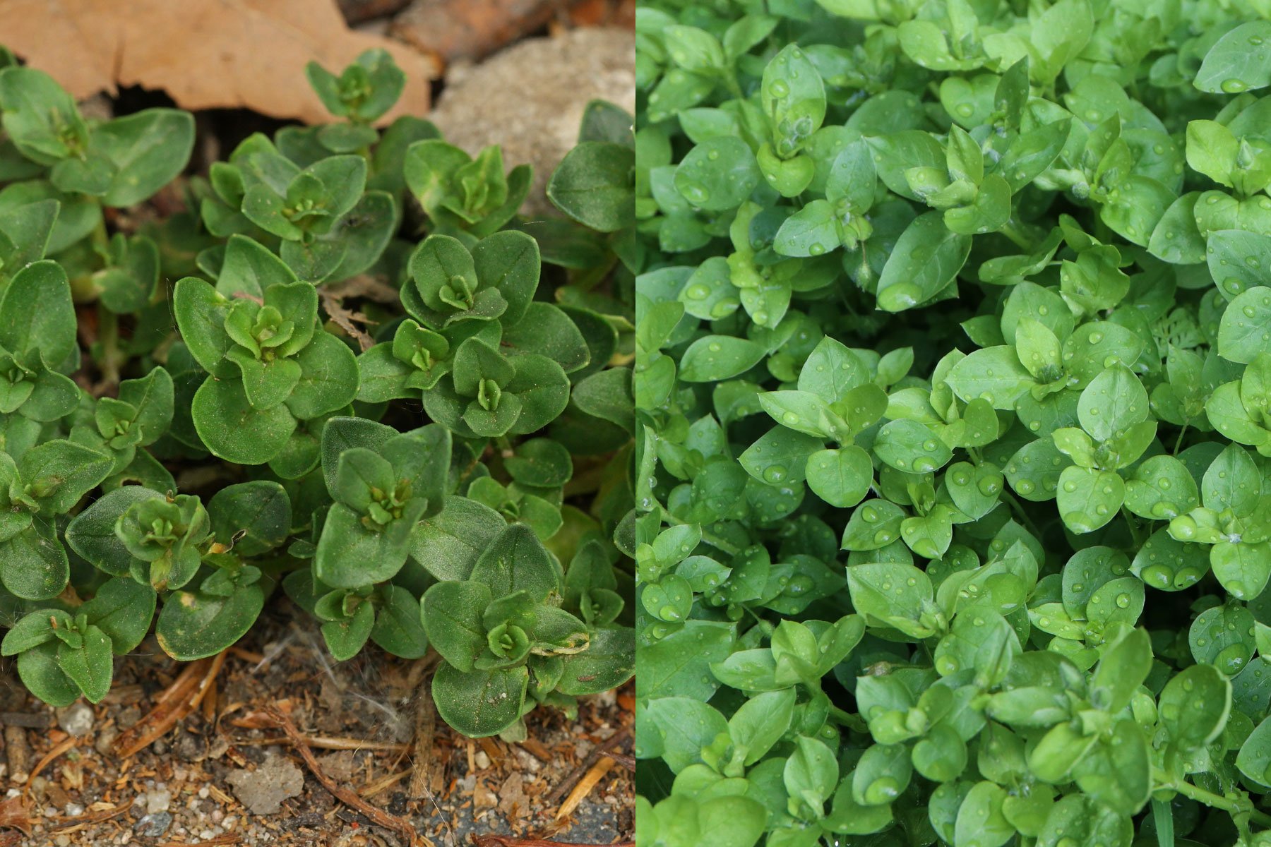 Scarlet Pimpernel and Common Chickweed