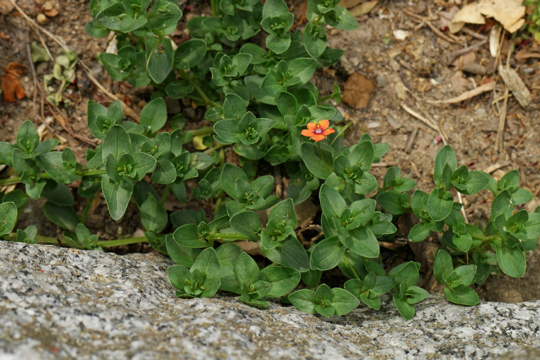 Scarlet Pimpernel leaves