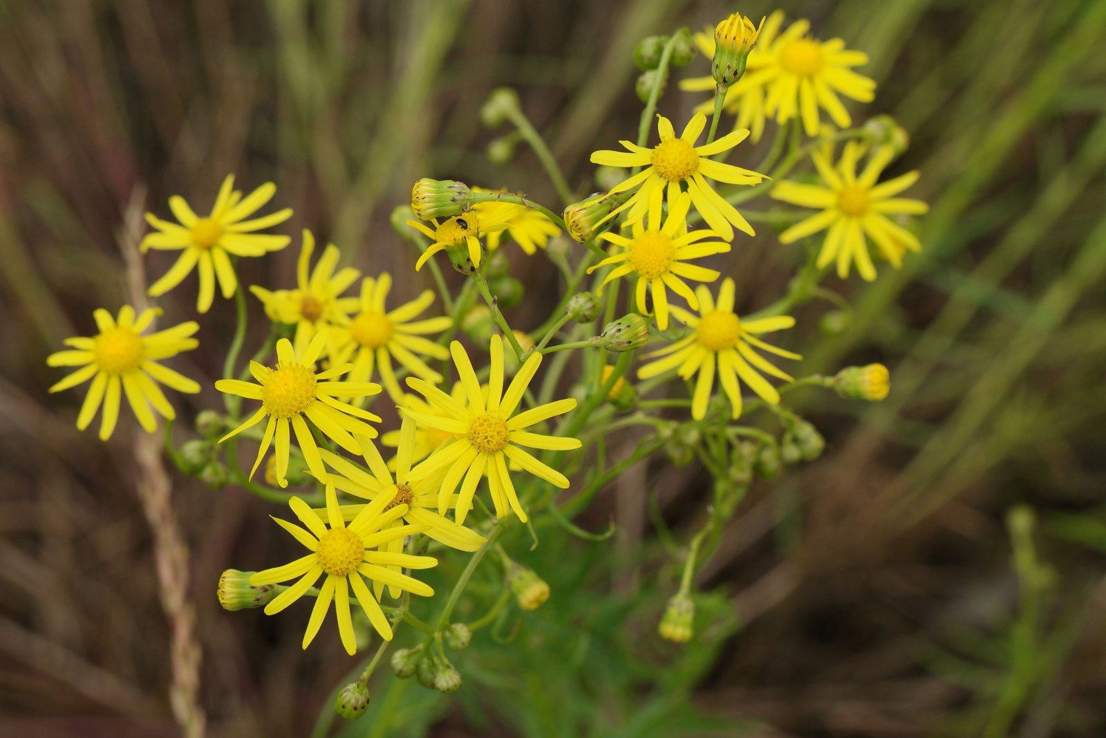 South African Ragwort flowers