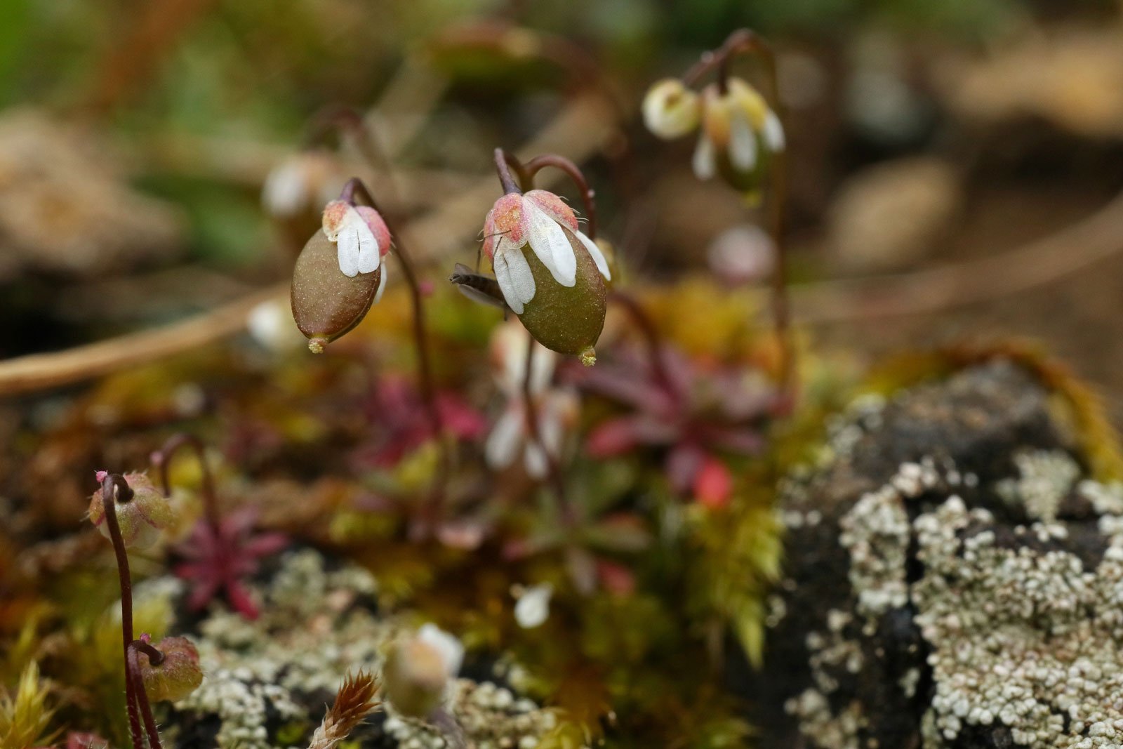 Spring Draba fruits