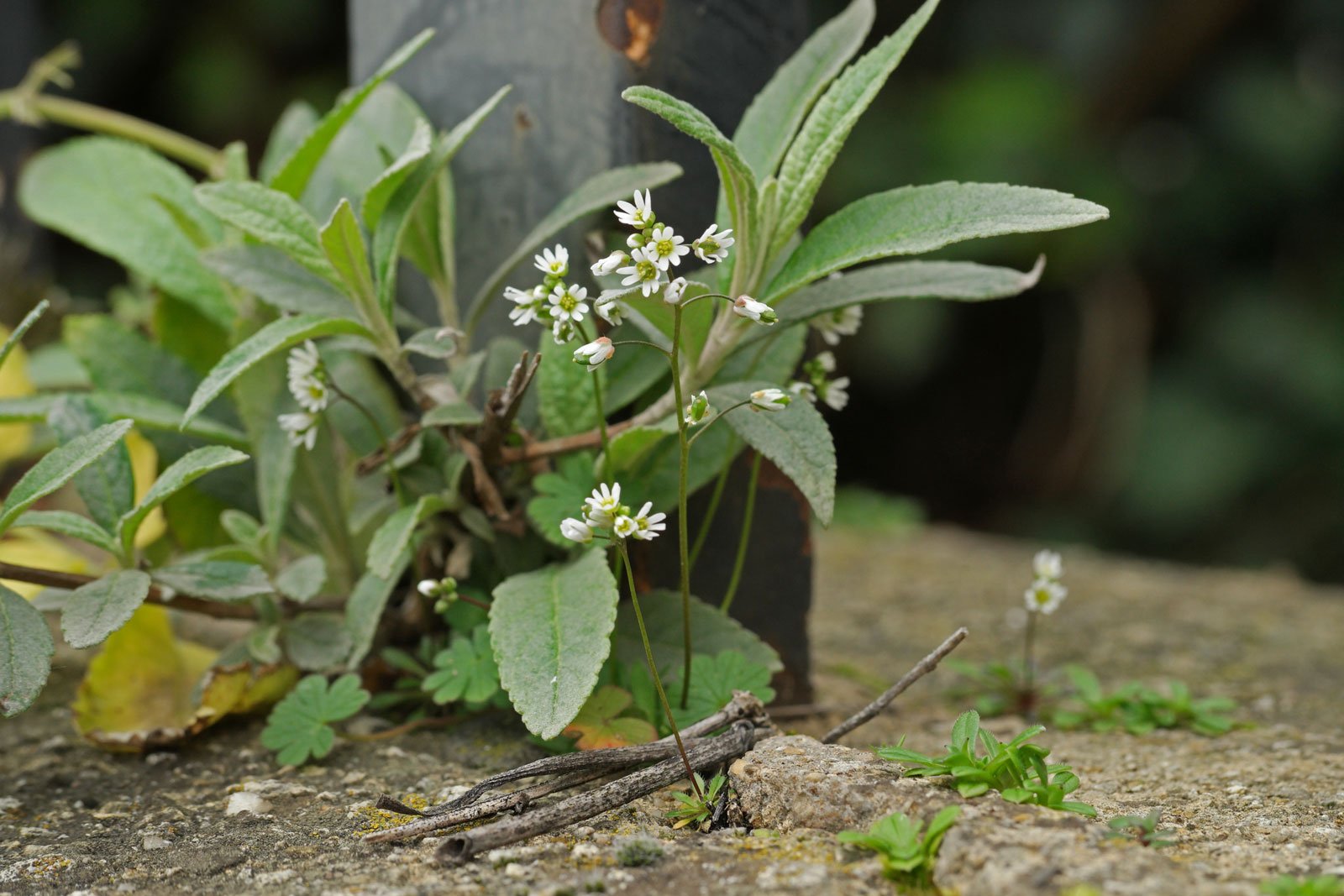 Spring Draba