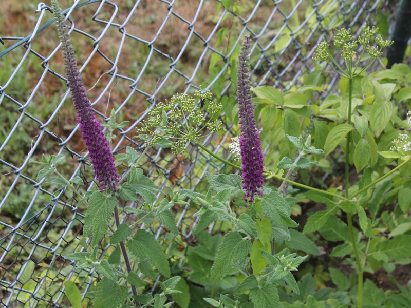 Teucrium hircanicum