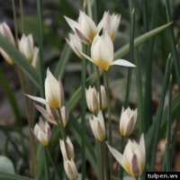 Tulipa turkestanica