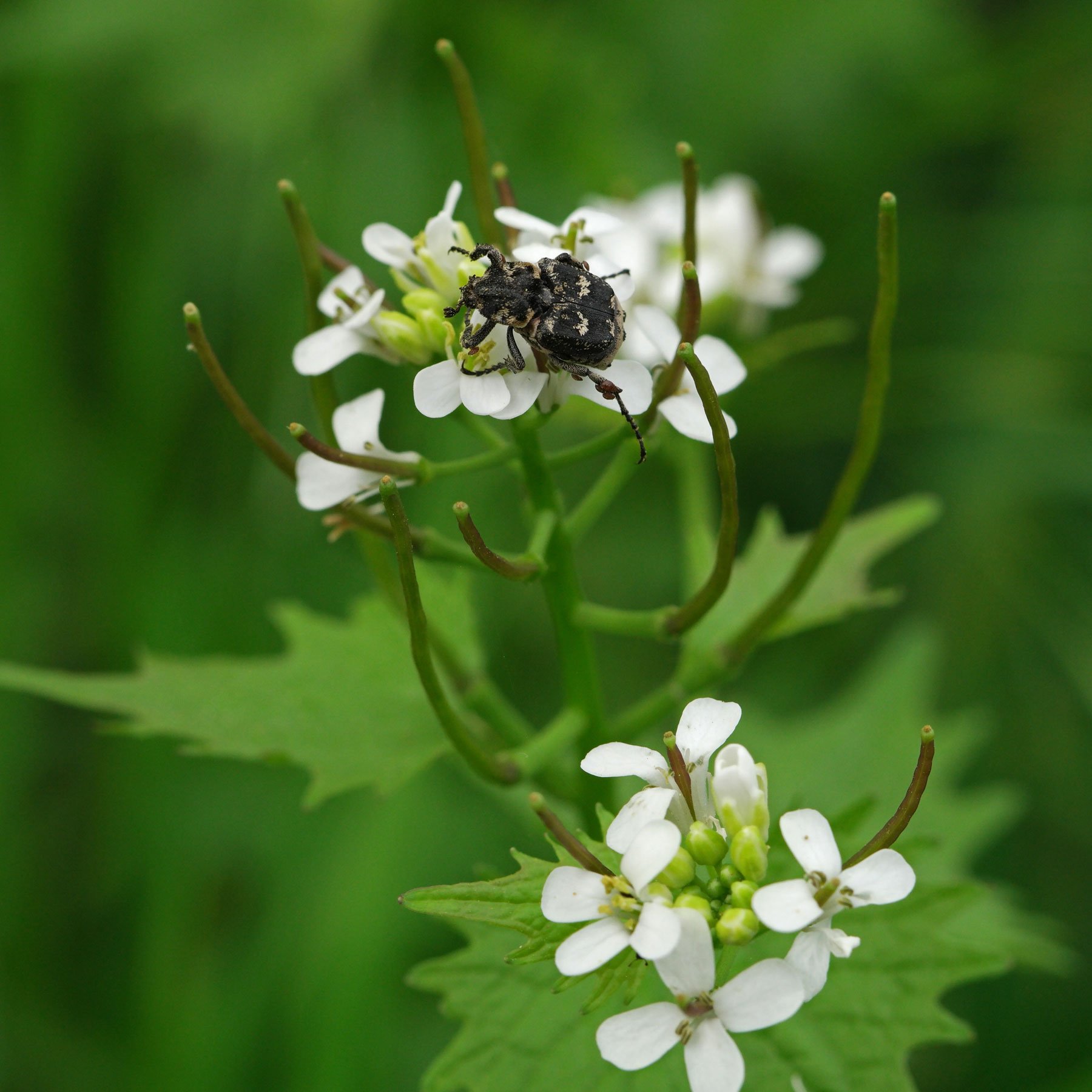 Valgus hemipterus on Garlic Mustard