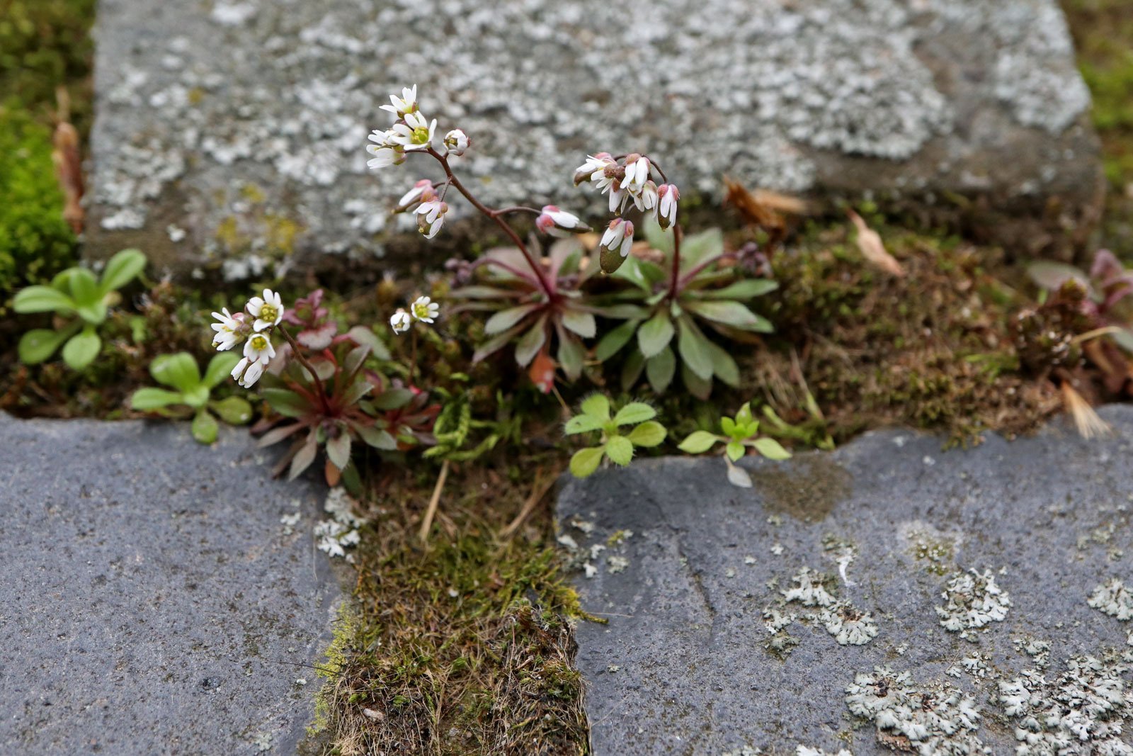 Vernal Whitlow Grass