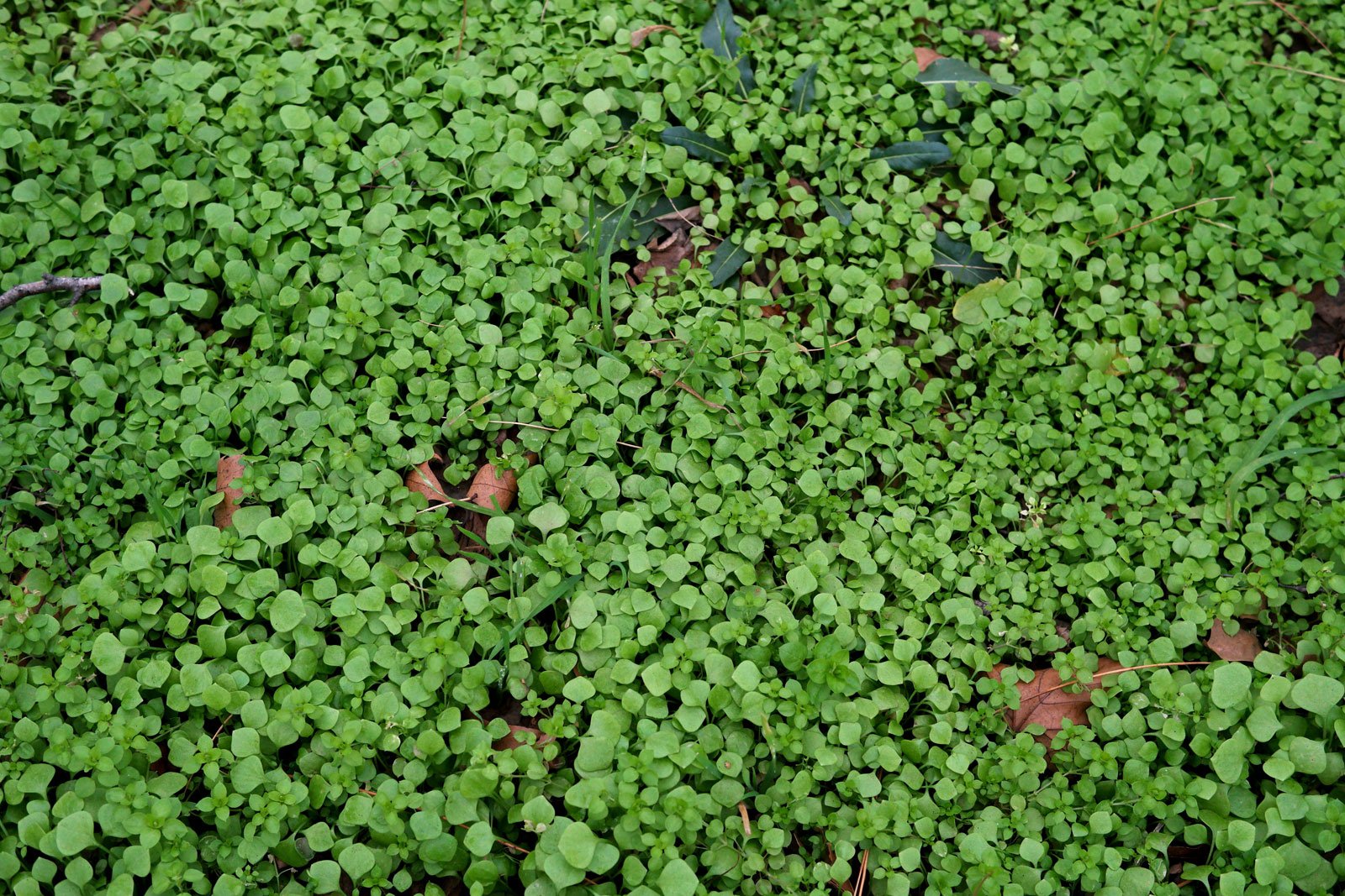 Winter Purslane