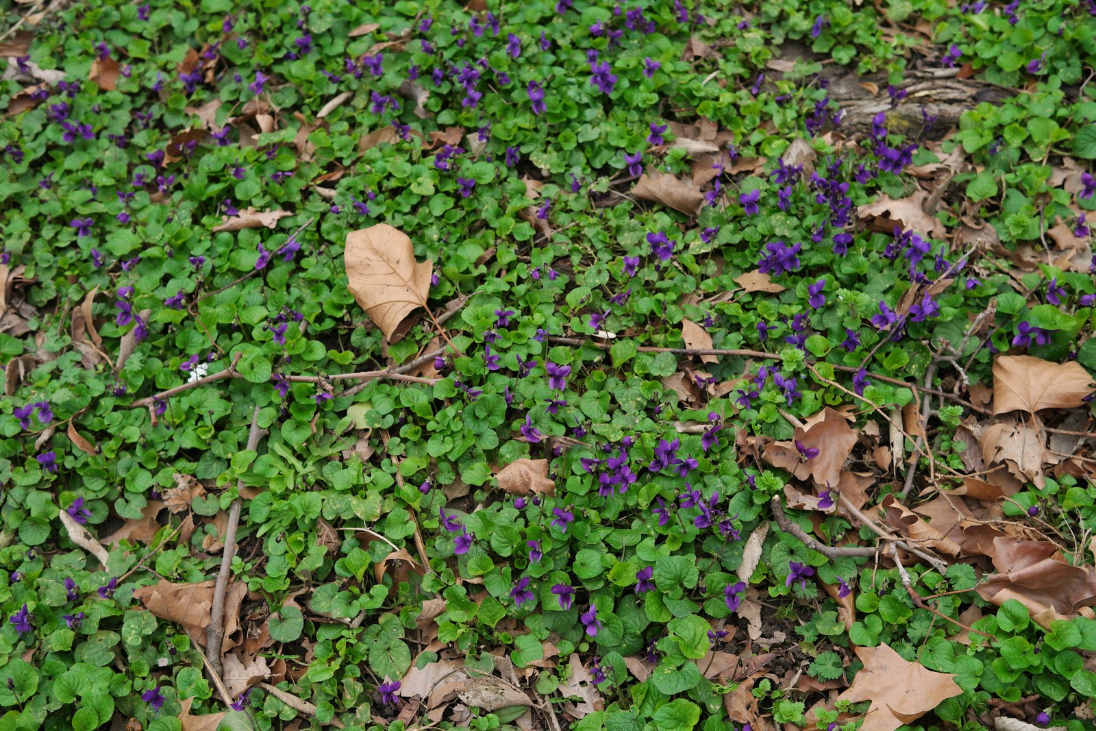 Wood Violets