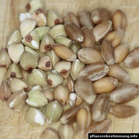 Buckwheat Wheat