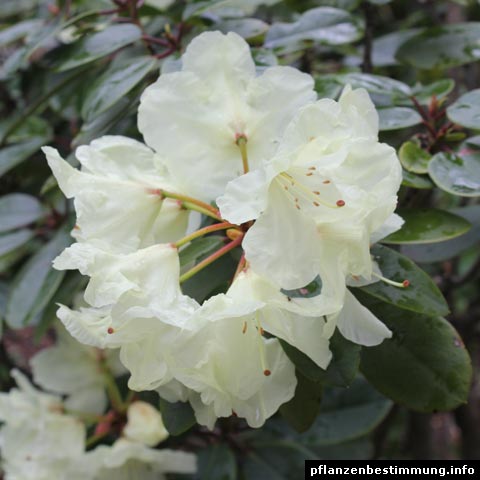 rhododendron white