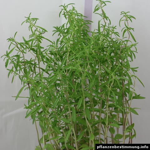 satureja hortensis