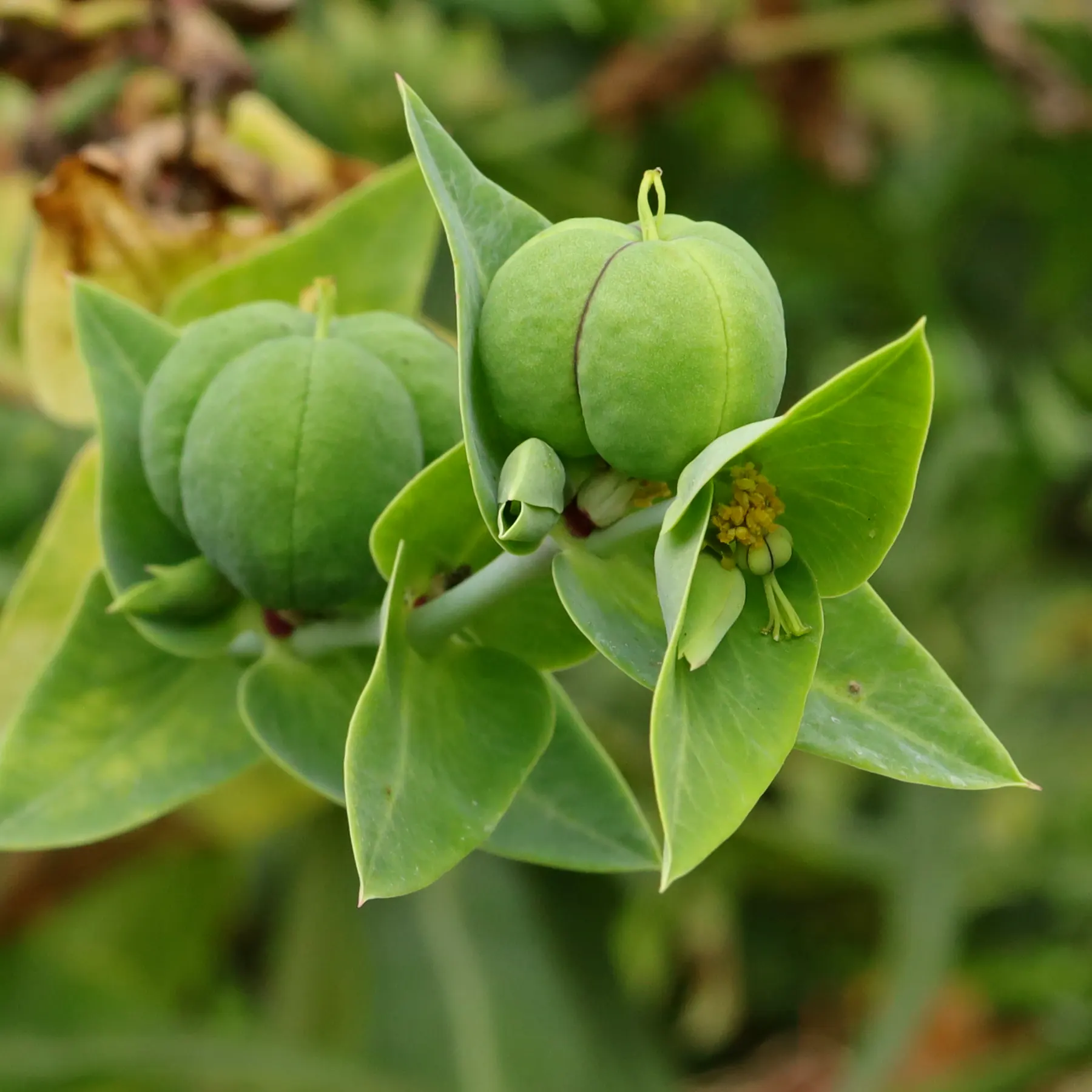 Caper Spurge fruits and flower