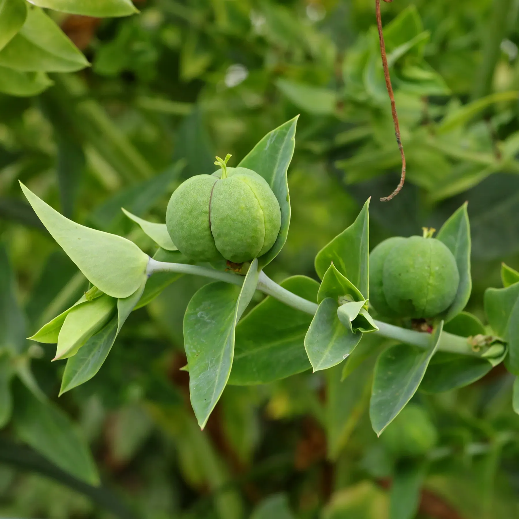 Caper Spurge fruits