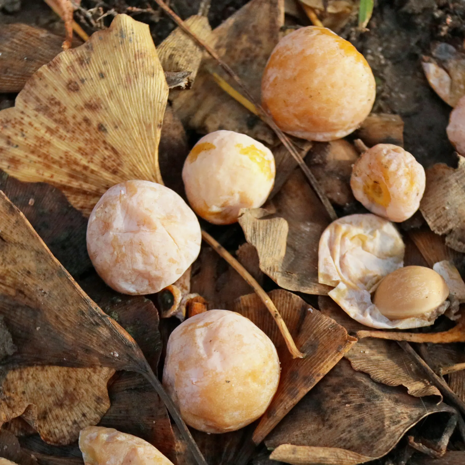 Ginkgo biloba berries