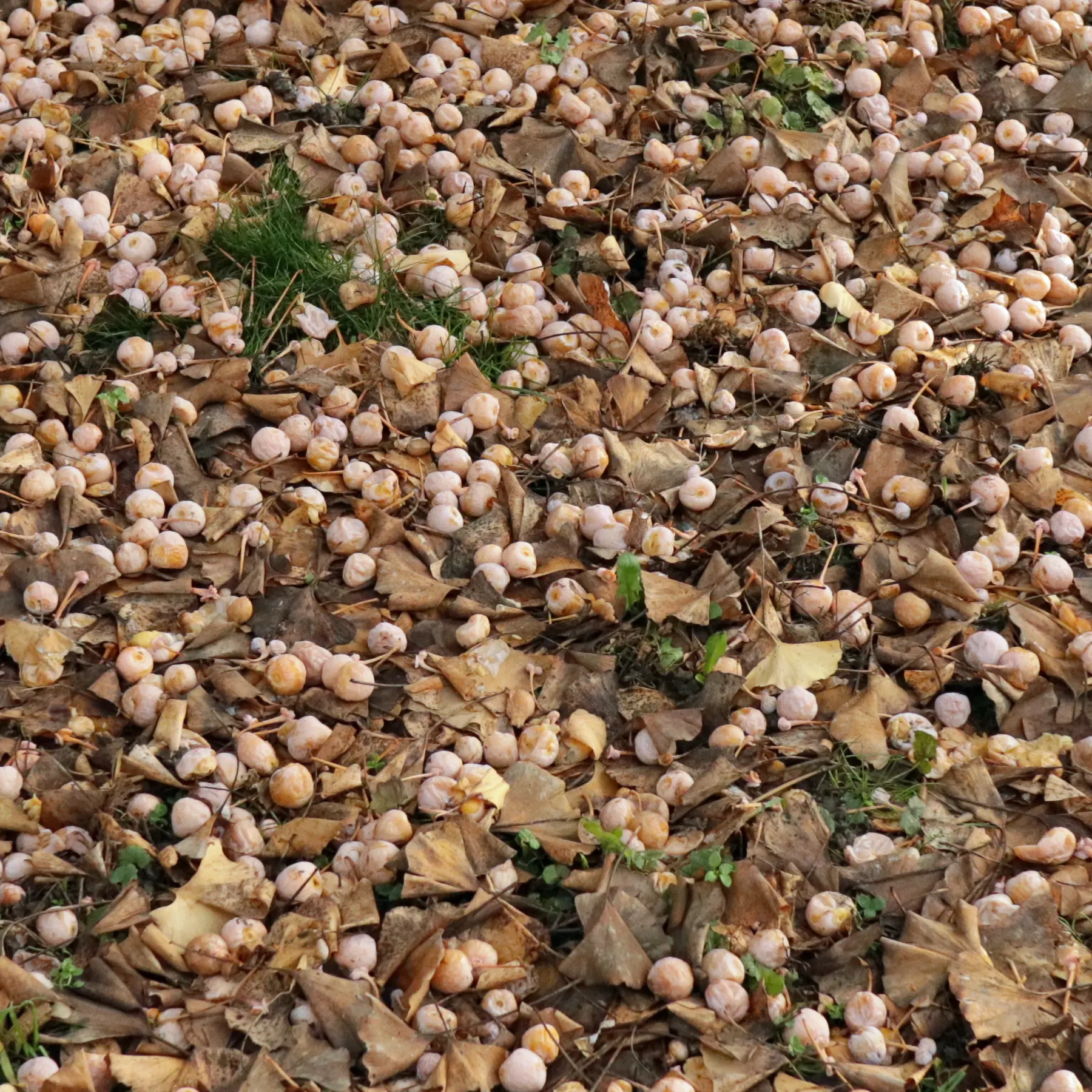 Ginkgo biloba seeds