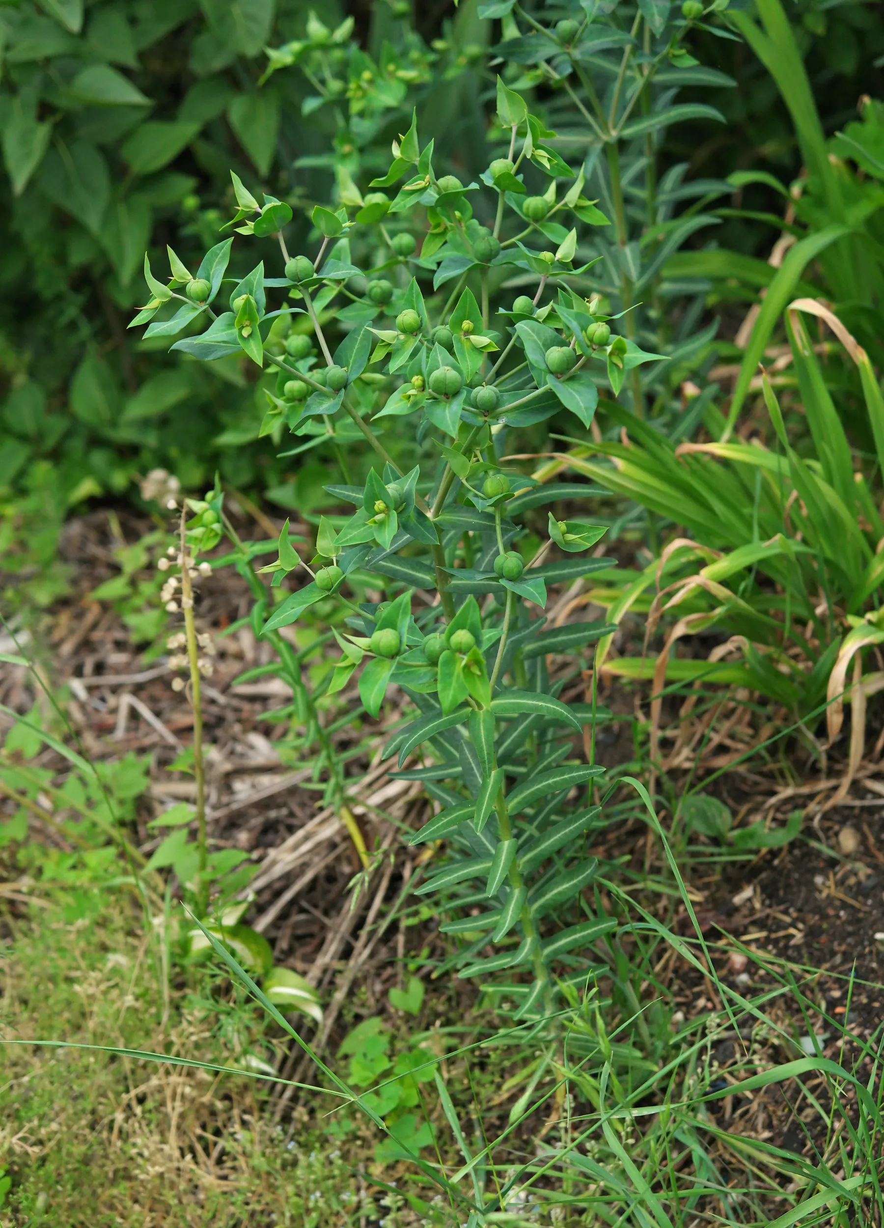 Gopher Spurge