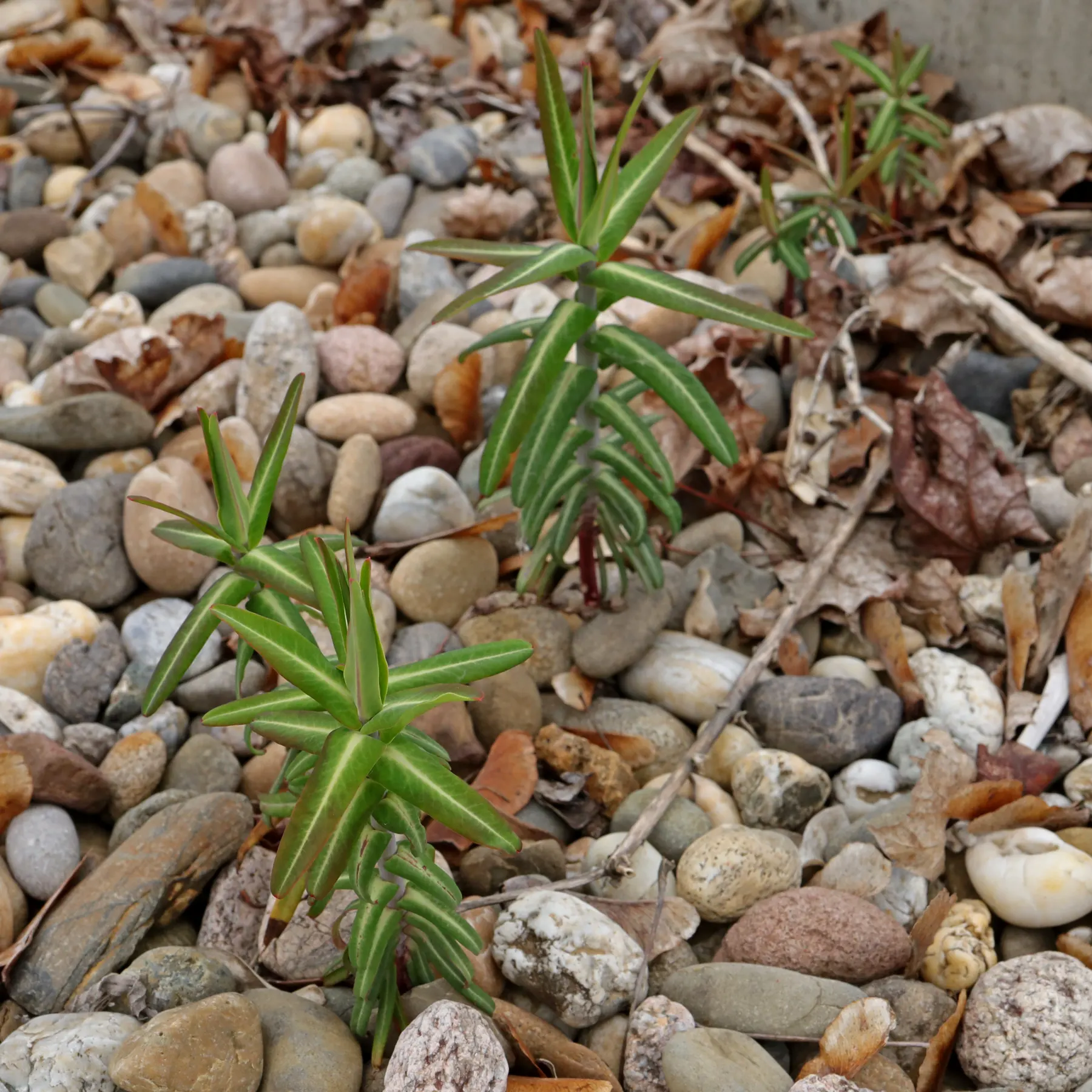 Mole Plants in a gravel path