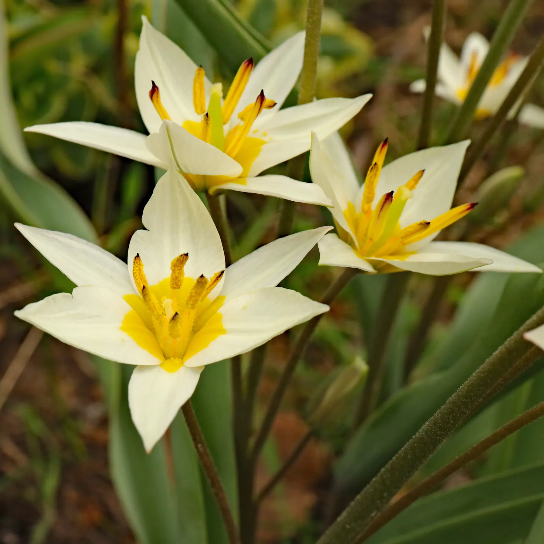 Tulipa biflora