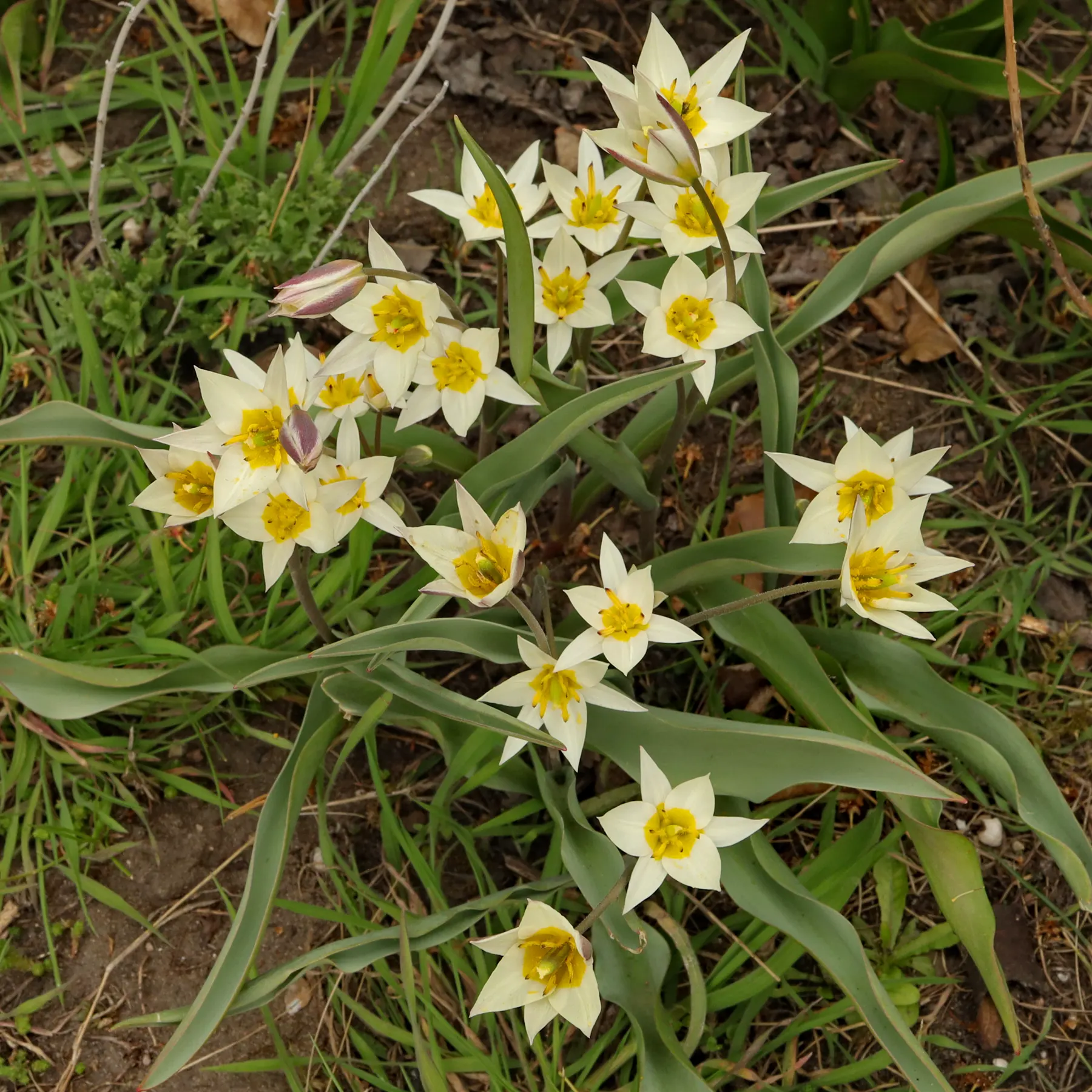 Tulipa biflora