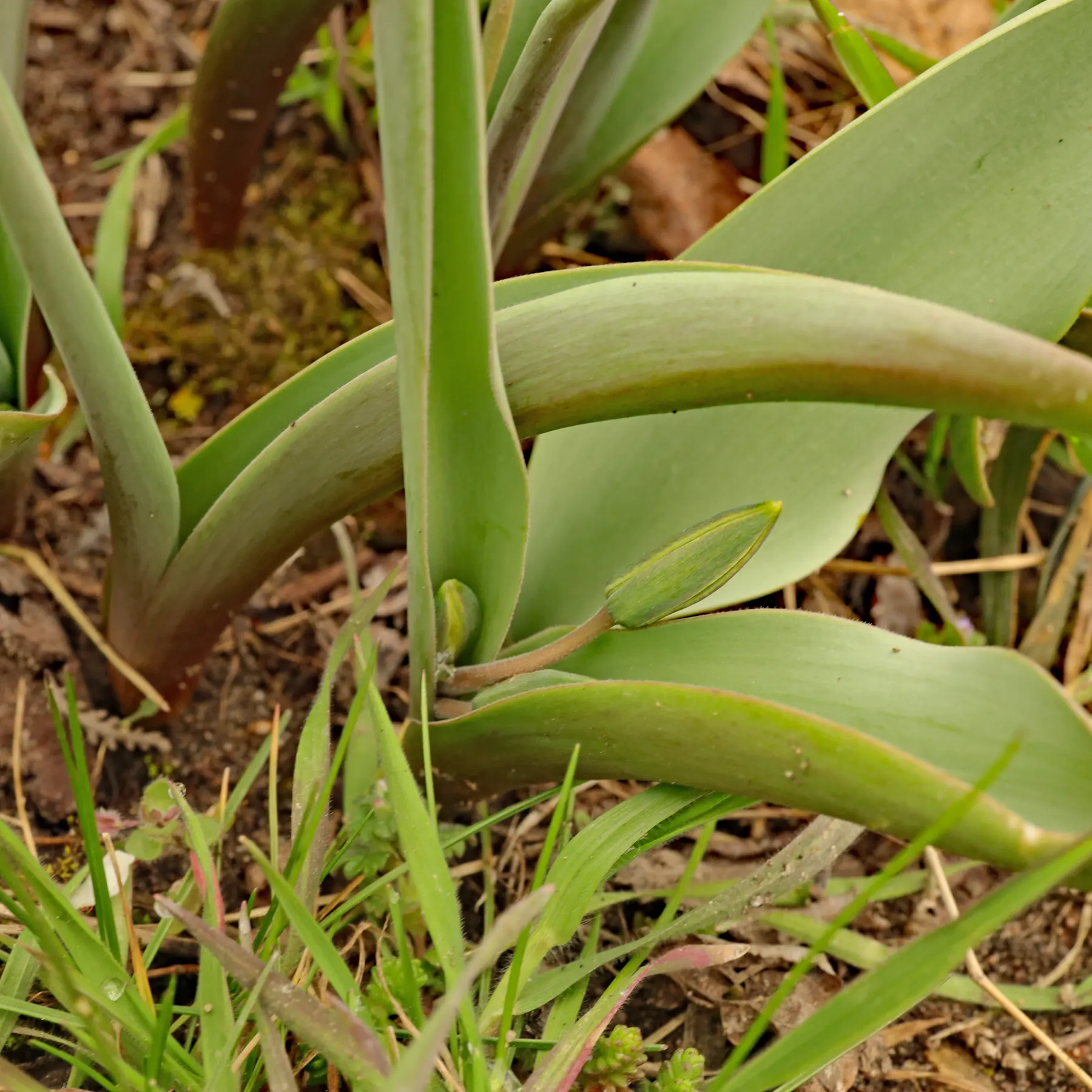 Tulipa biflora