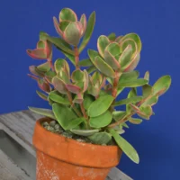 Crassula Money Maker Variegata