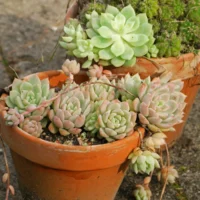 Echeveria prolifica