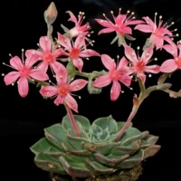 Graptopetalum bellum
