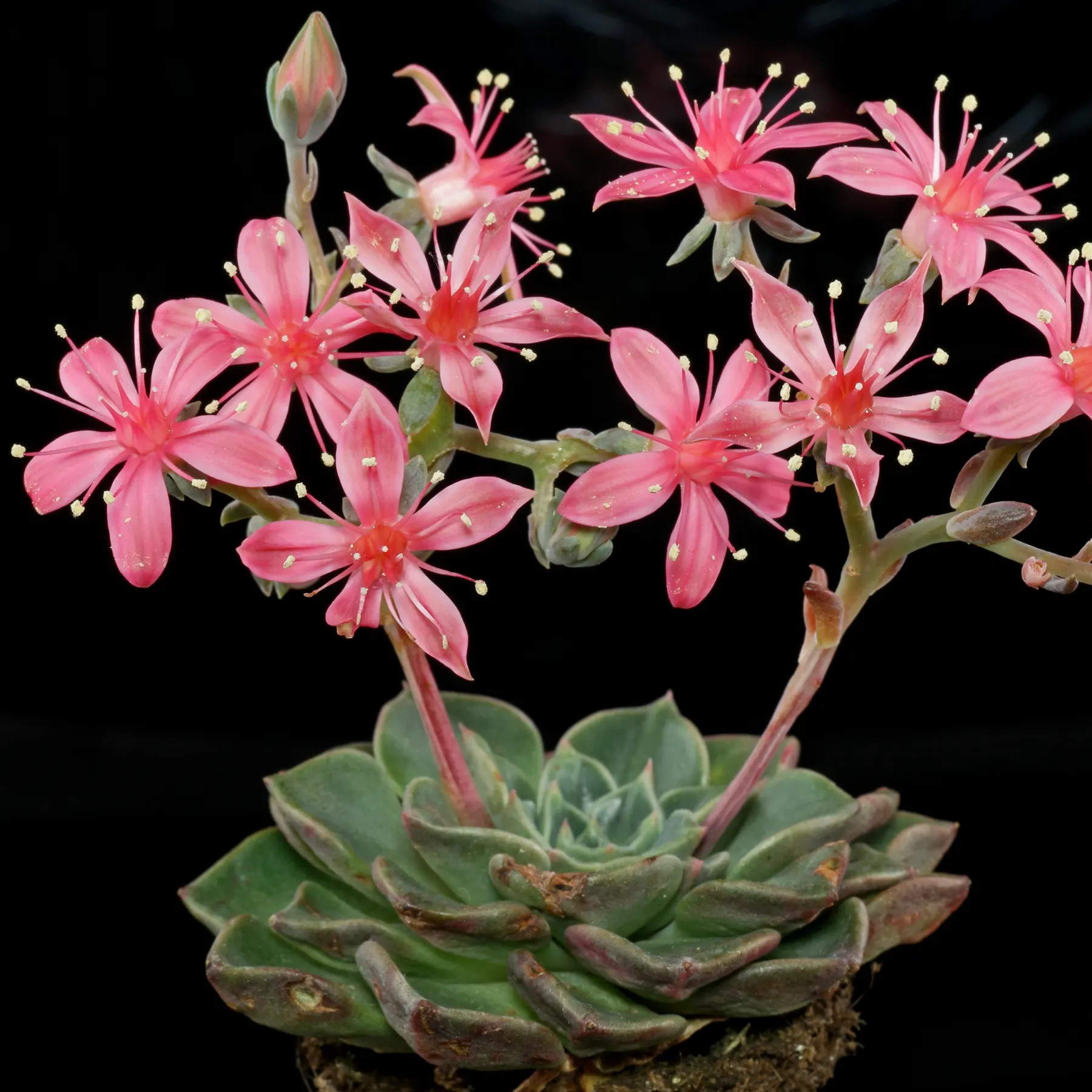 Graptopetalum bellum