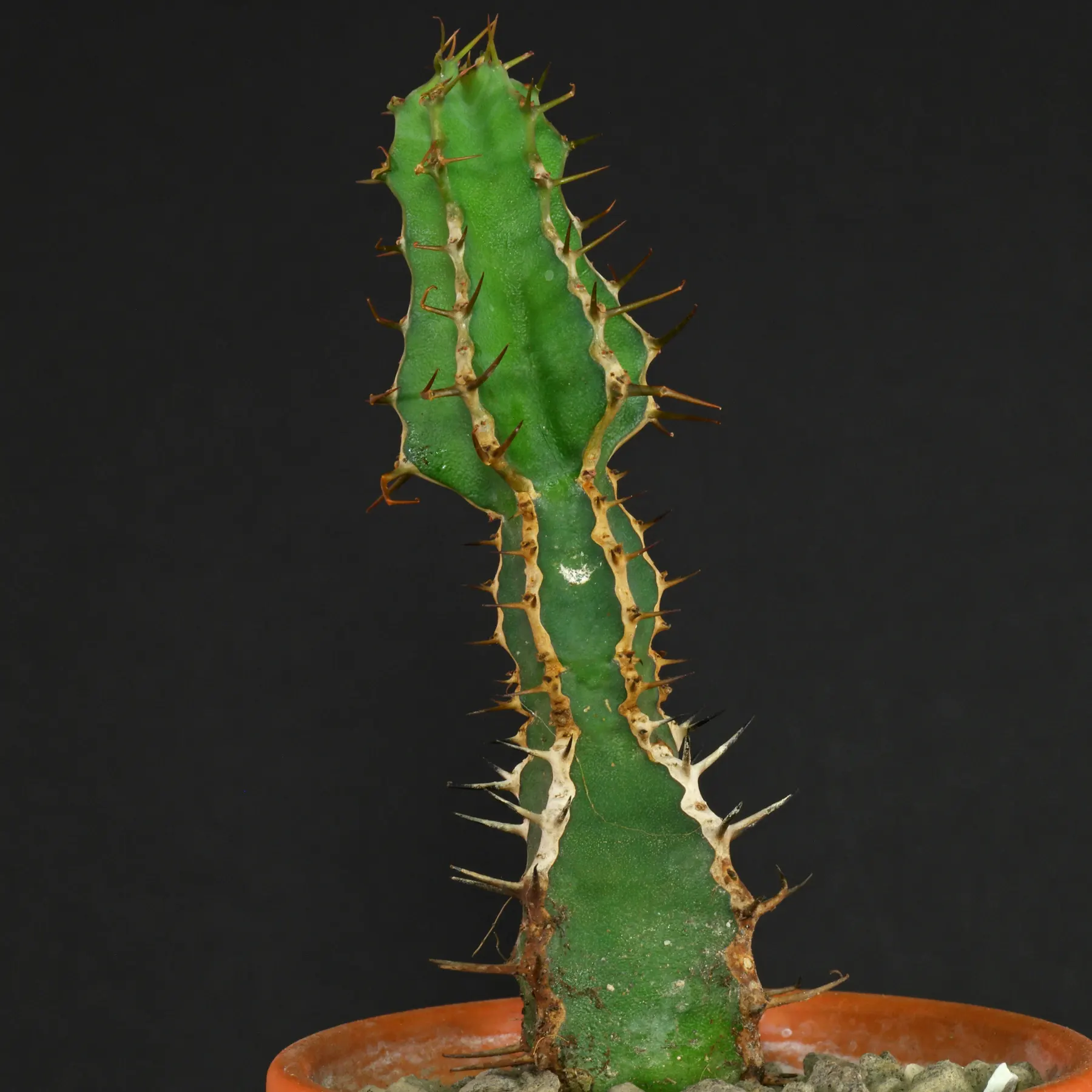 Levuvhu Euphorbia