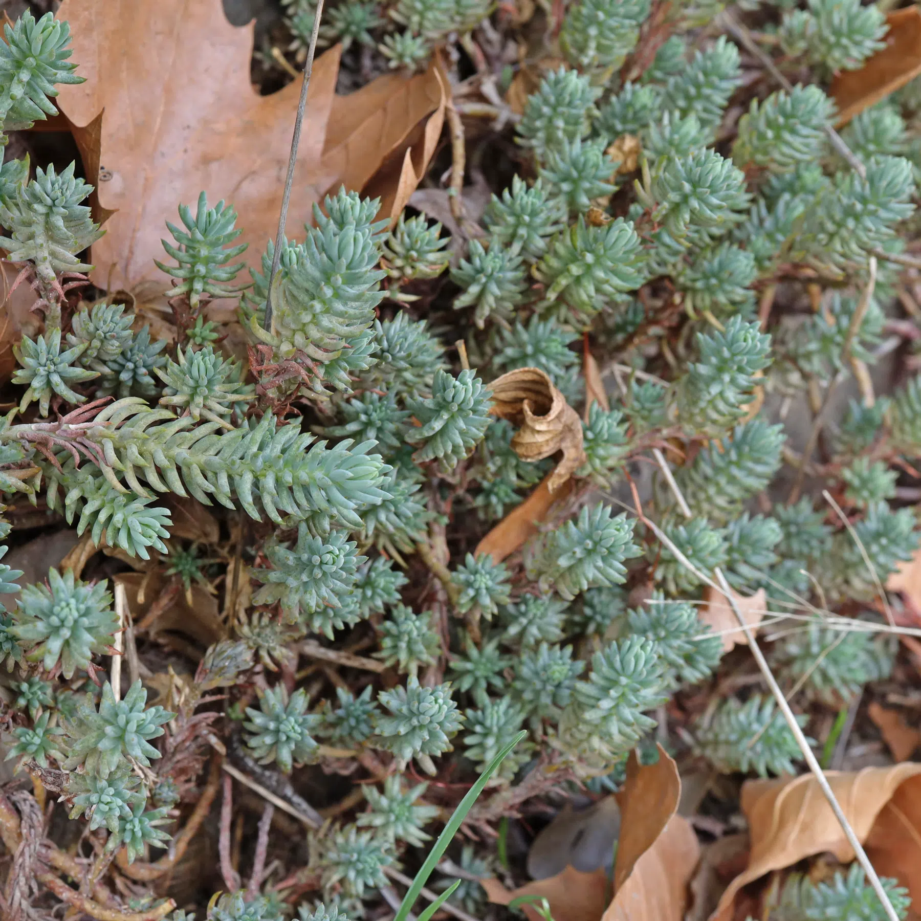 Reflexed Stonecrop Sedum rupestre