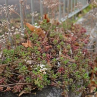 Sedum album