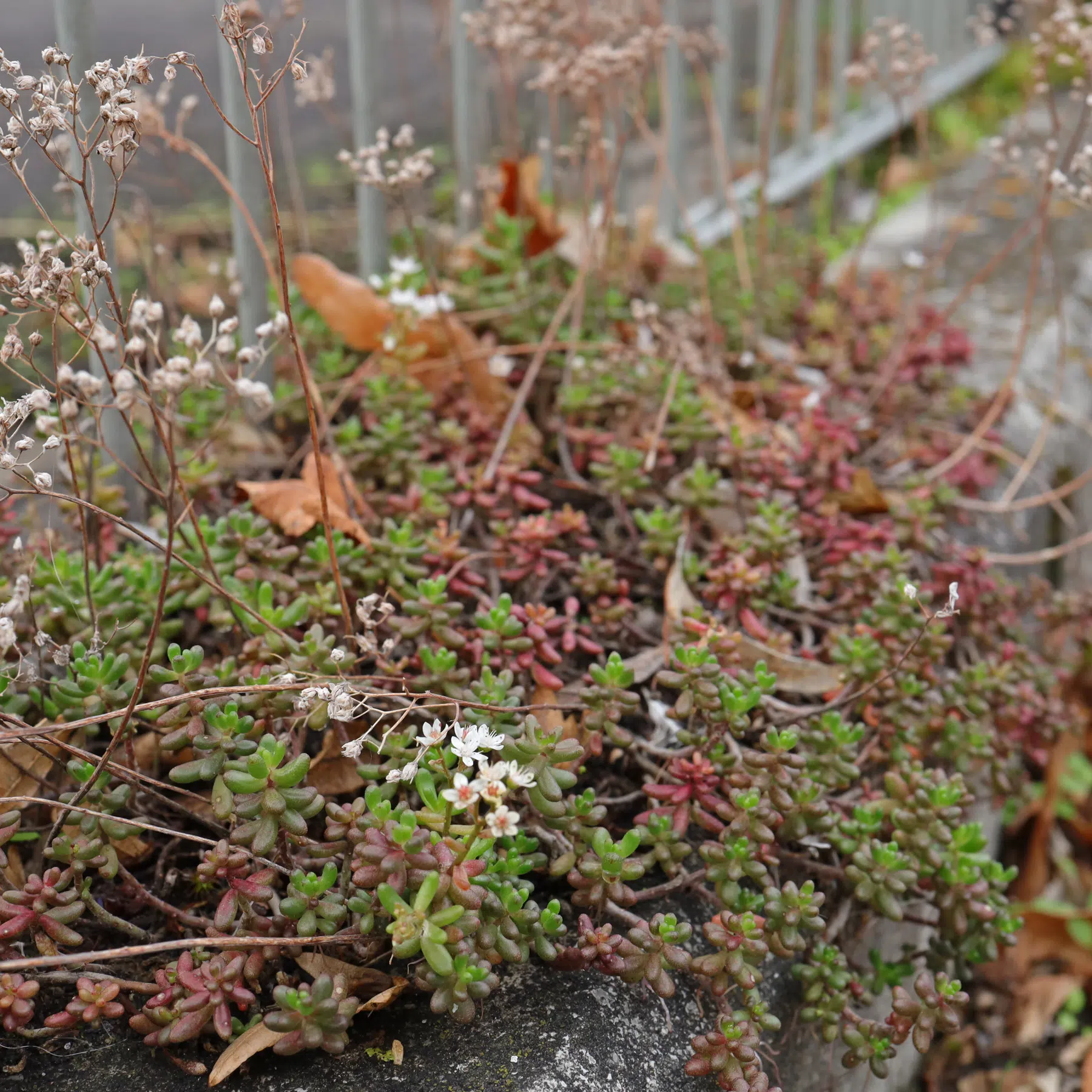 Sedum album