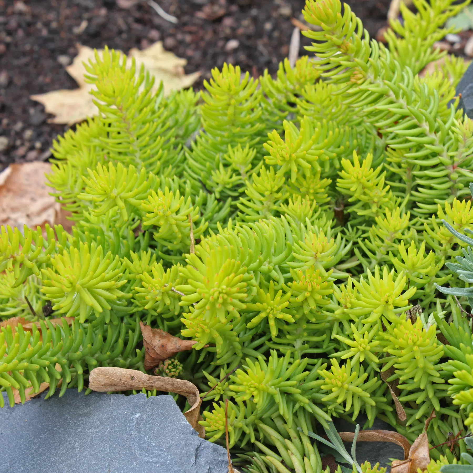 Sedum rupestre Yellow Cushion
