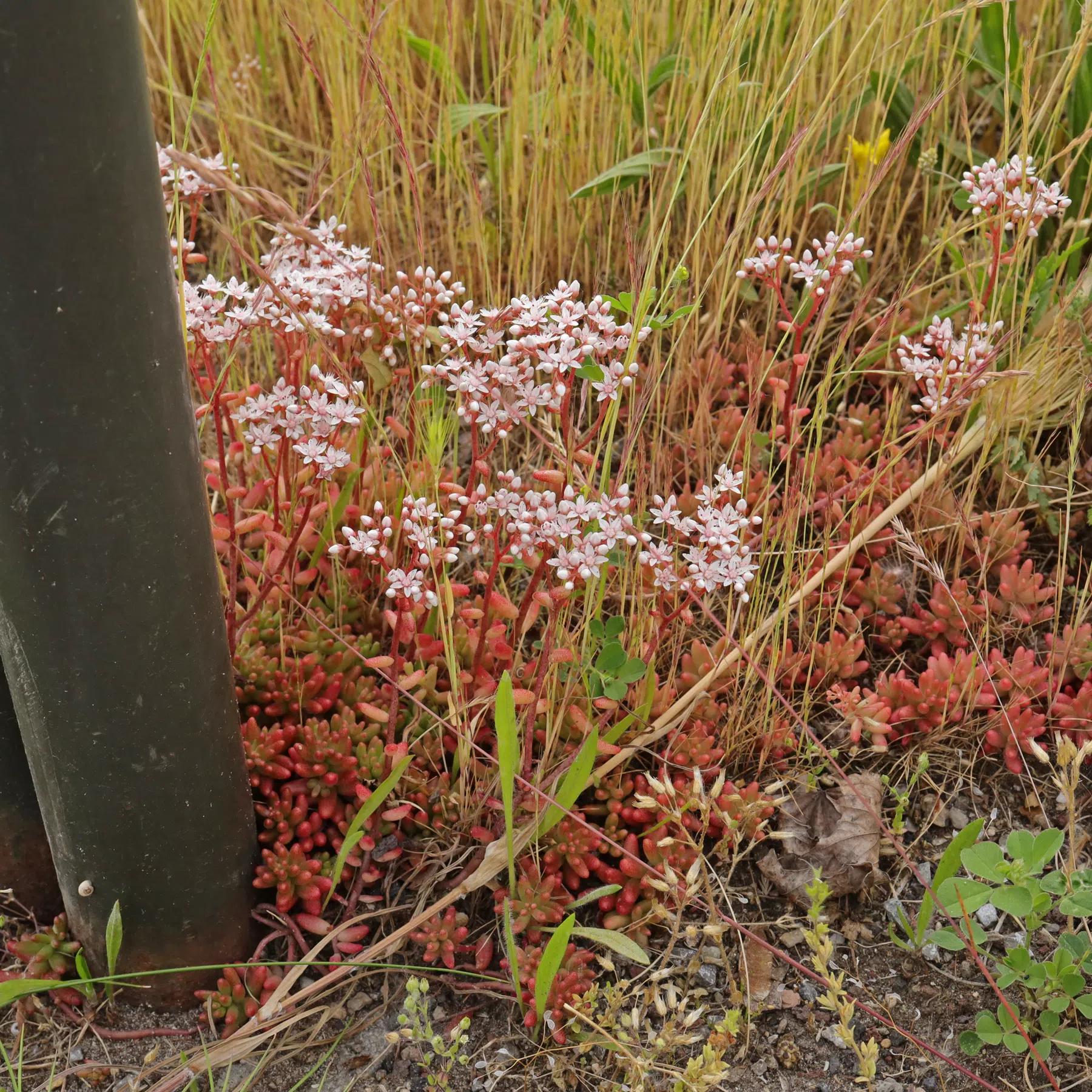 White Stonecrop Sedum album