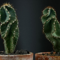 Cereus jamacaru Spiralis