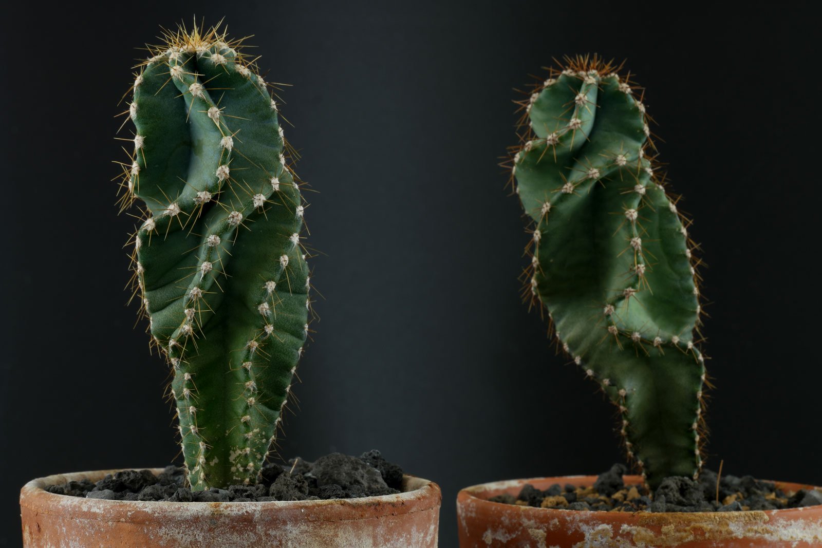 Cereus jamacaru Spiralis