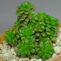 Cremnosedum Little Gem