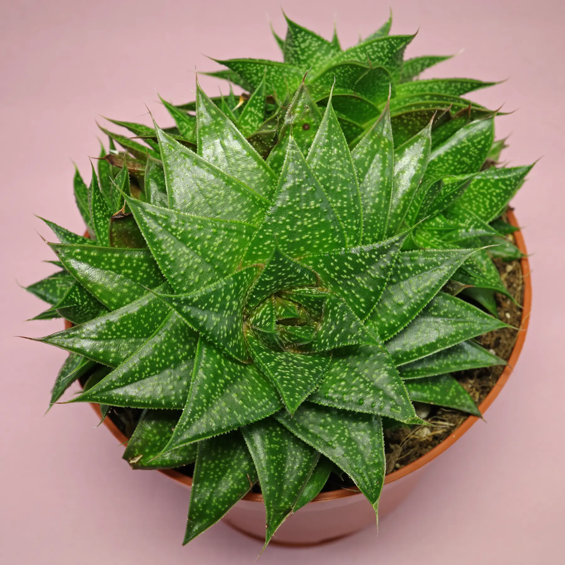 Gasteraloe Dot Krimlack
