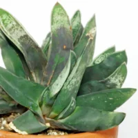 Gasteria