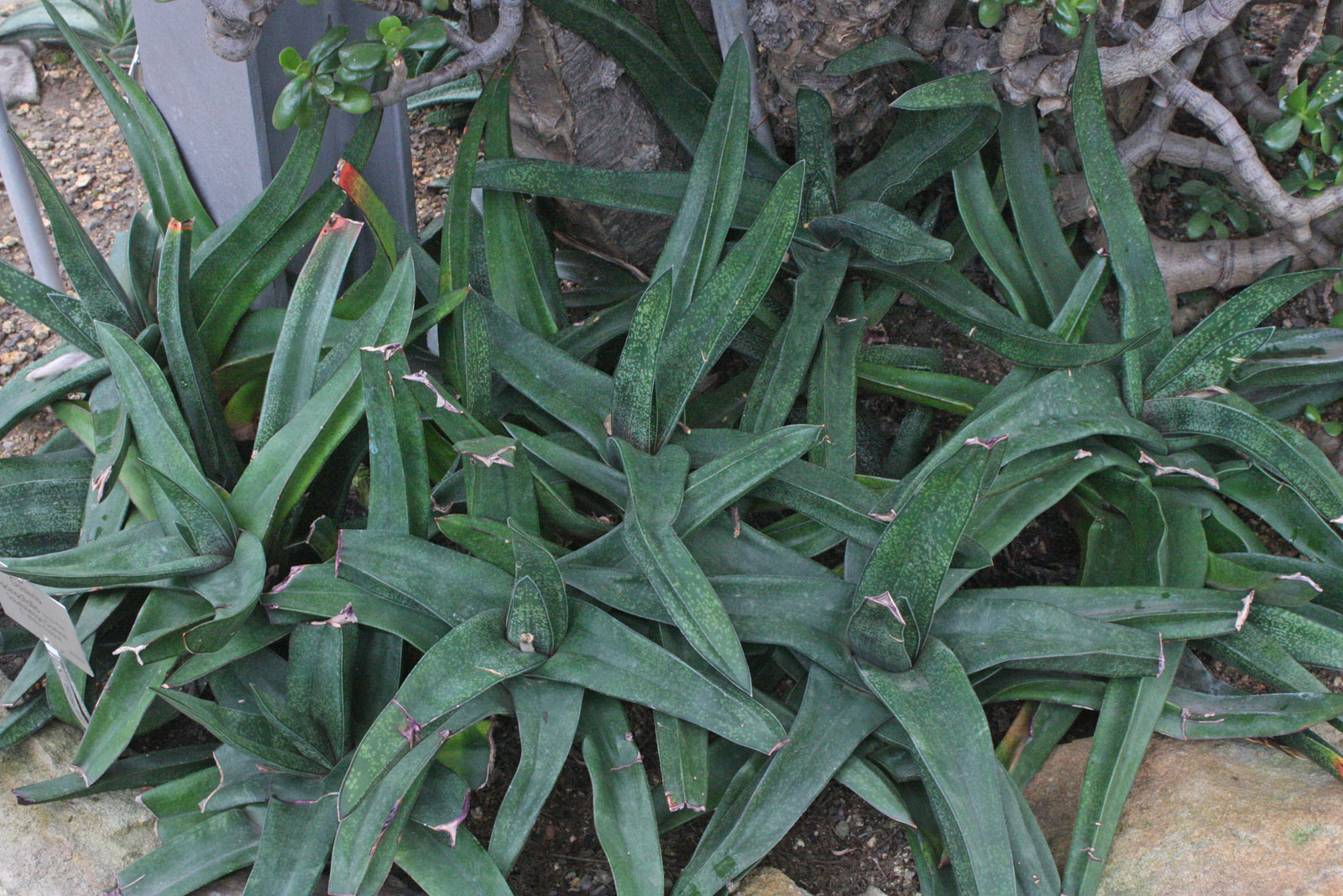 Gasteria acinacifolia