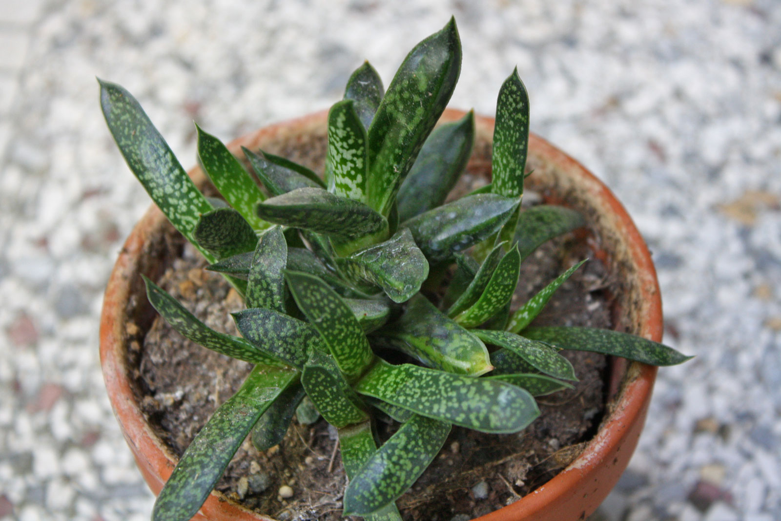 Gasteria bicolor