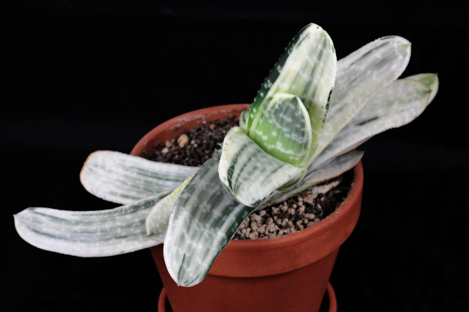 Gasteria carinata var verrucosa Variegata